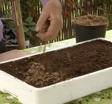 såning af blomsterfrø såning af blomsterfrø